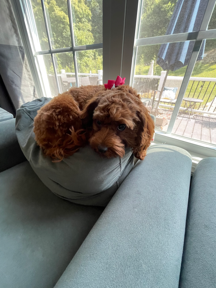 Happy Cavapoo Pup in