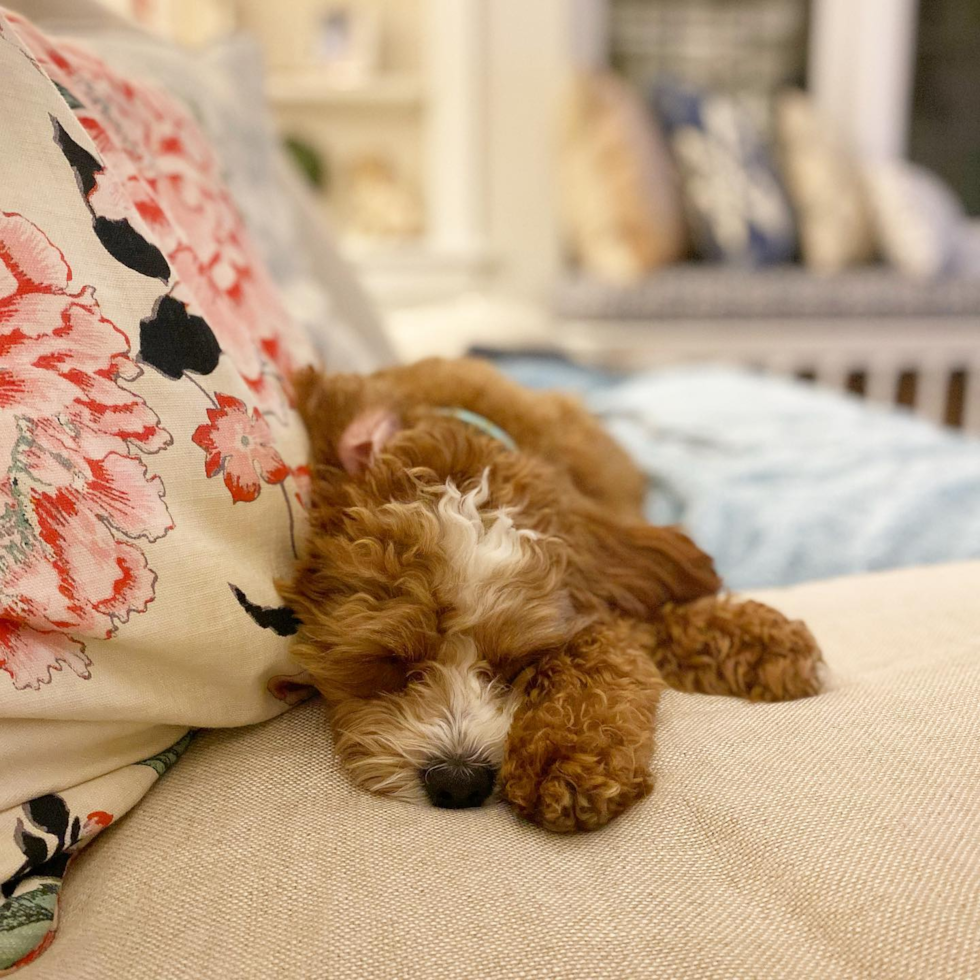 Columbus Cavapoo Pup