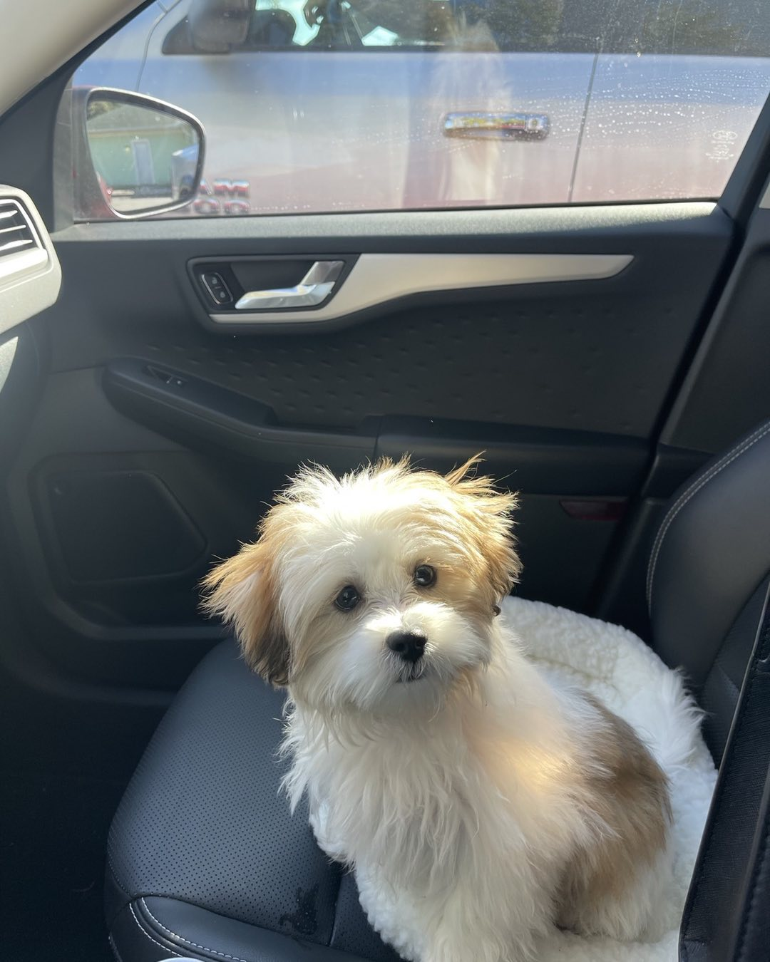 Fluffy Teddy Bear Designer Pup