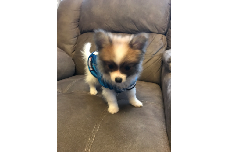 Pomeranian Puppy for Adoption