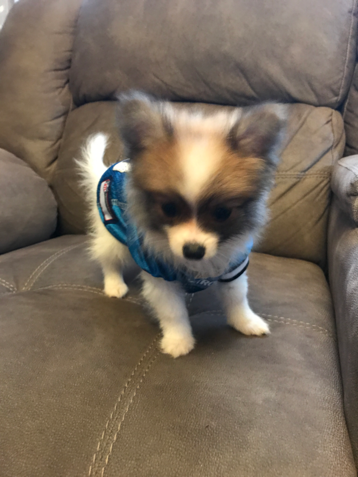 Smart Pomeranian Purebred Pup