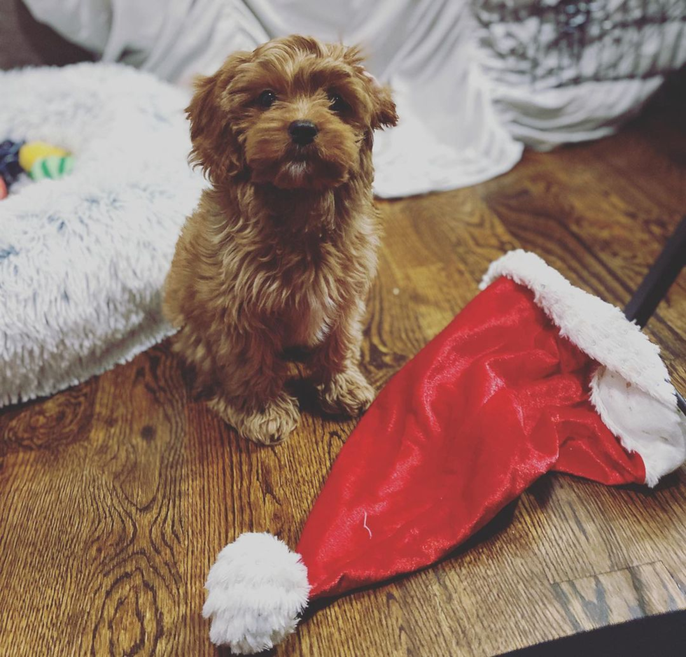 Petite Cavapoo Poodle Mix Pup