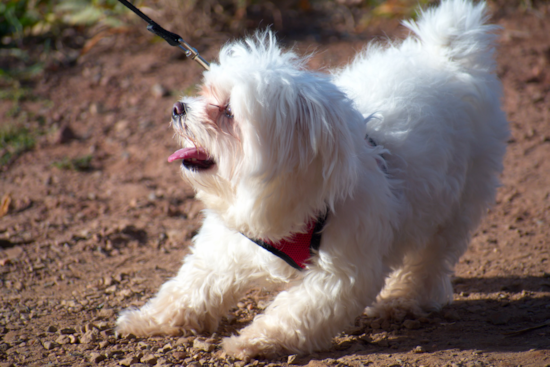 Maltese Being Cute