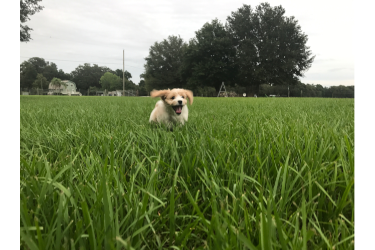 Cavachon Puppy for Adoption