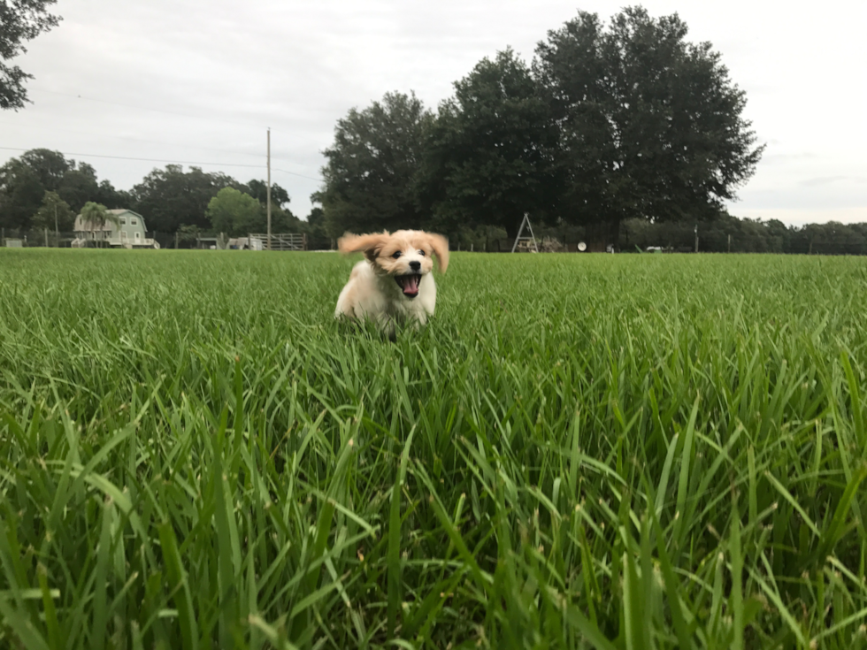 Petite Cavachon Designer Pup