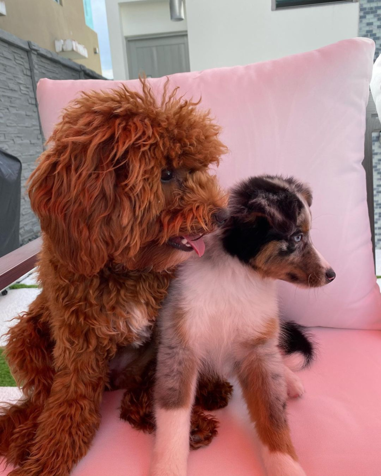 Happy Cavapoo Pup in Florida FL