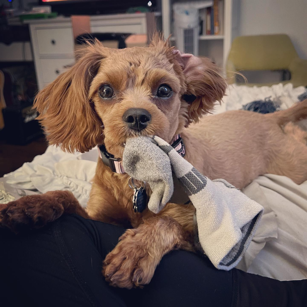 New York Cavapoo Pup