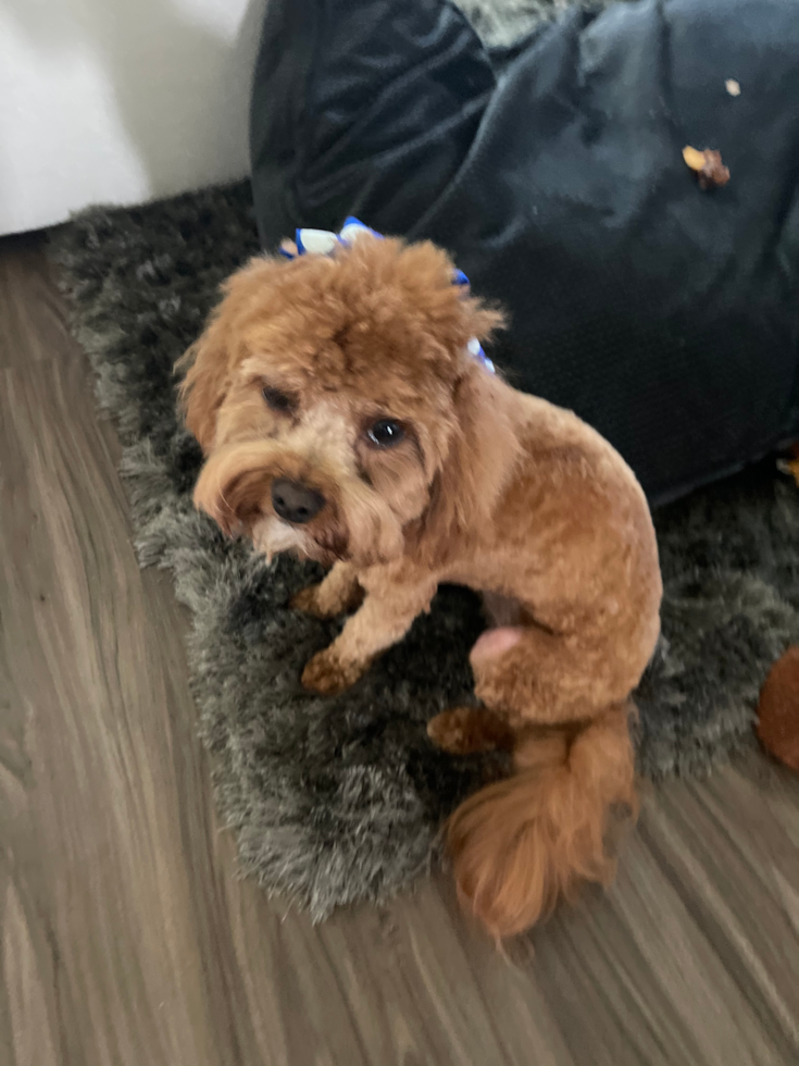 Sweet Cavapoo Pup