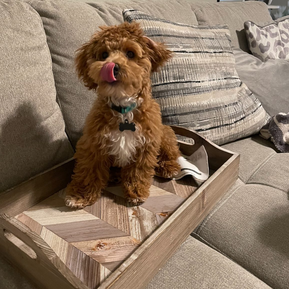 Popular Poochon Poodle Mix Pup