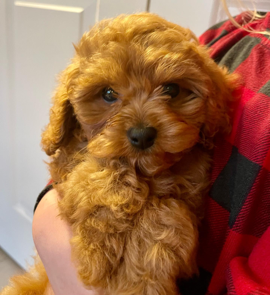 Petite Cavapoo Poodle Mix Pup