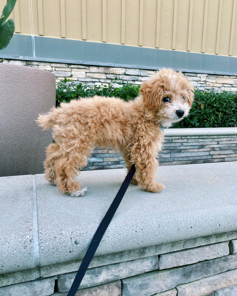 Smart Poochon Poodle Mix Pup