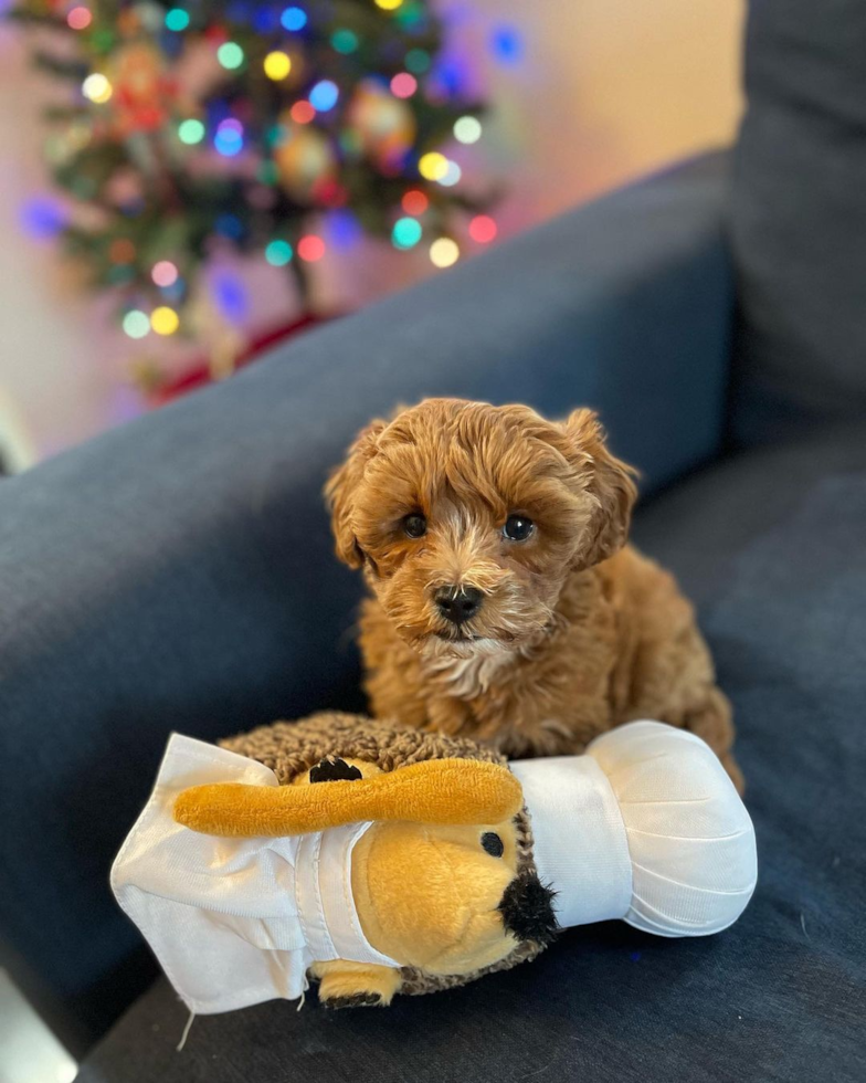 Hazel Park Cavapoo Pup