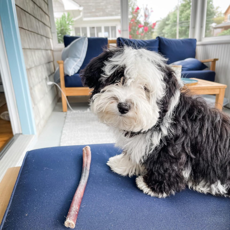 Friendly Mini Sheepadoodle Pup