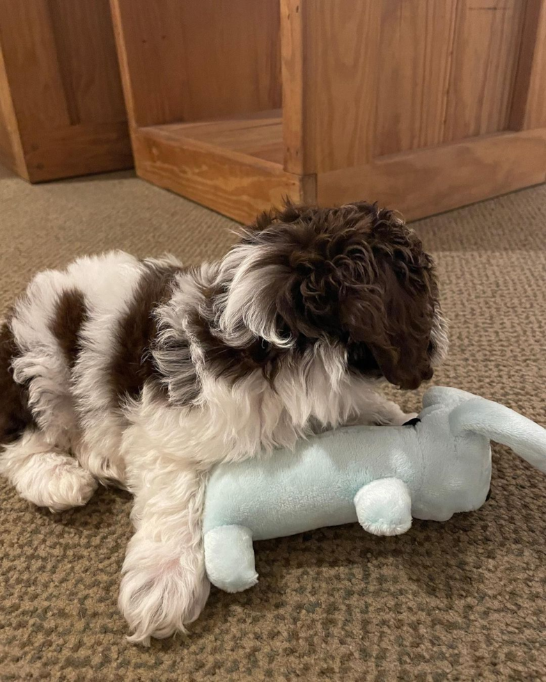 Funny Cockapoo Poodle Mix Pup