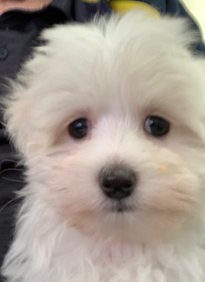 Smart Maltese Purebred Pup