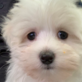 Smart Maltese Purebred Pup