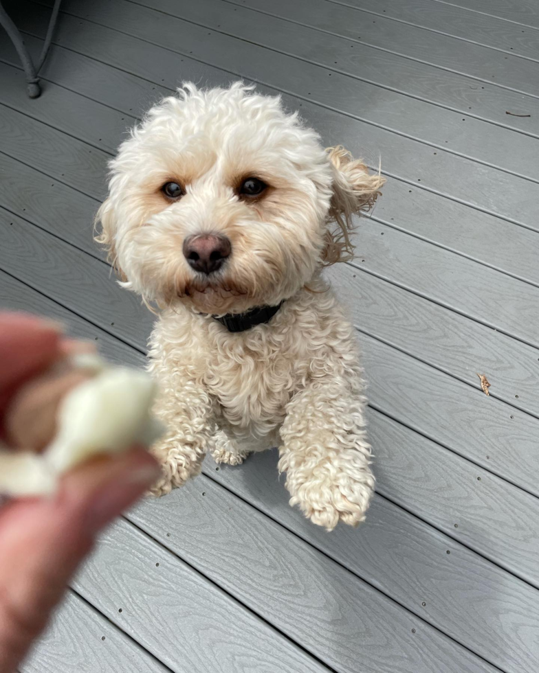 Wilmington Cavapoo Pup