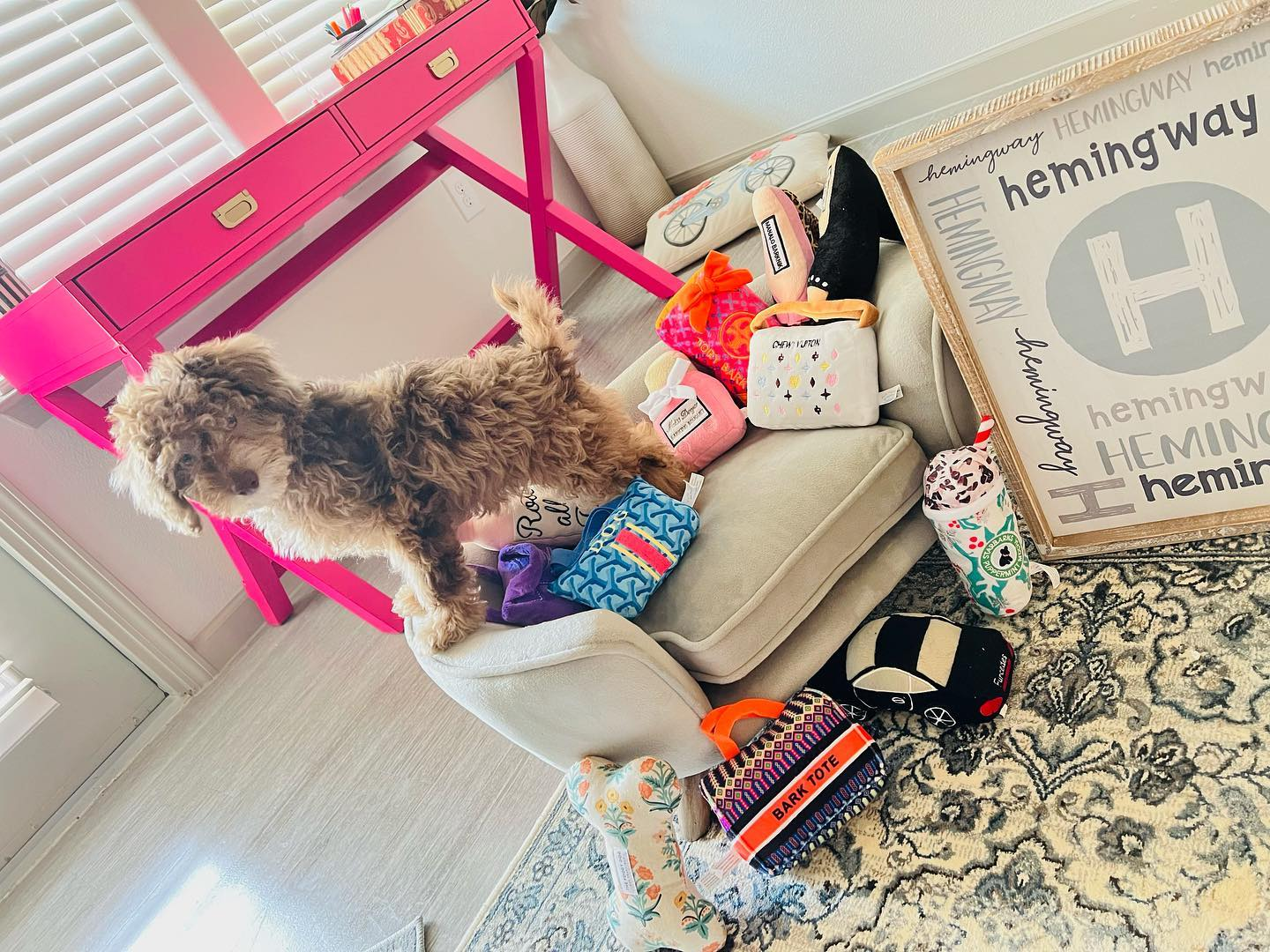 Poodle Pictures and Full Breed Information - Premier Pups