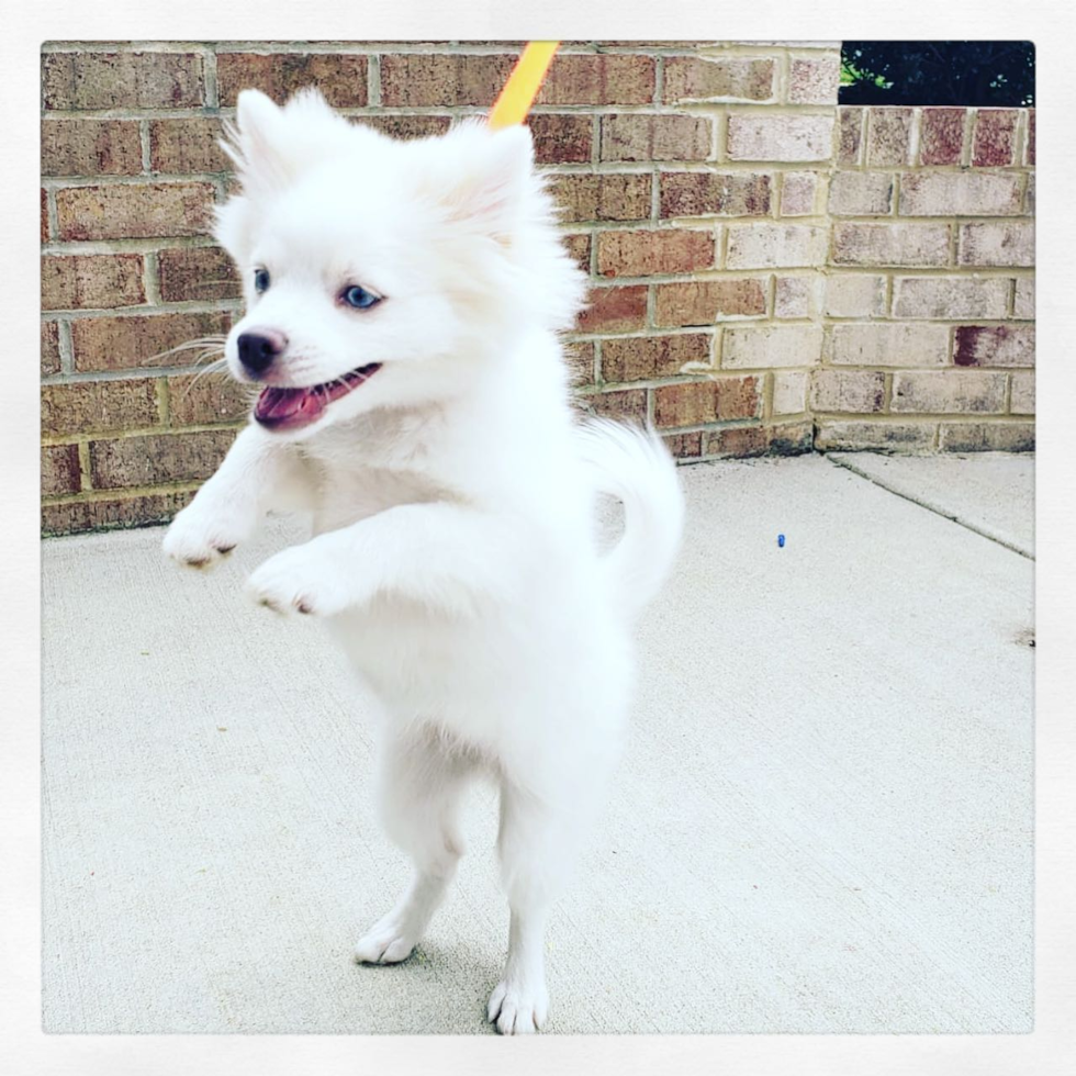 Friendly Pomsky Pup