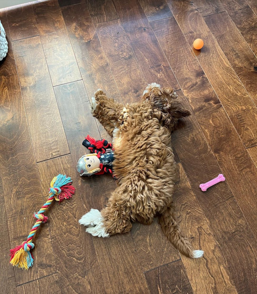 Los Angeles Mini Goldendoodle Pup