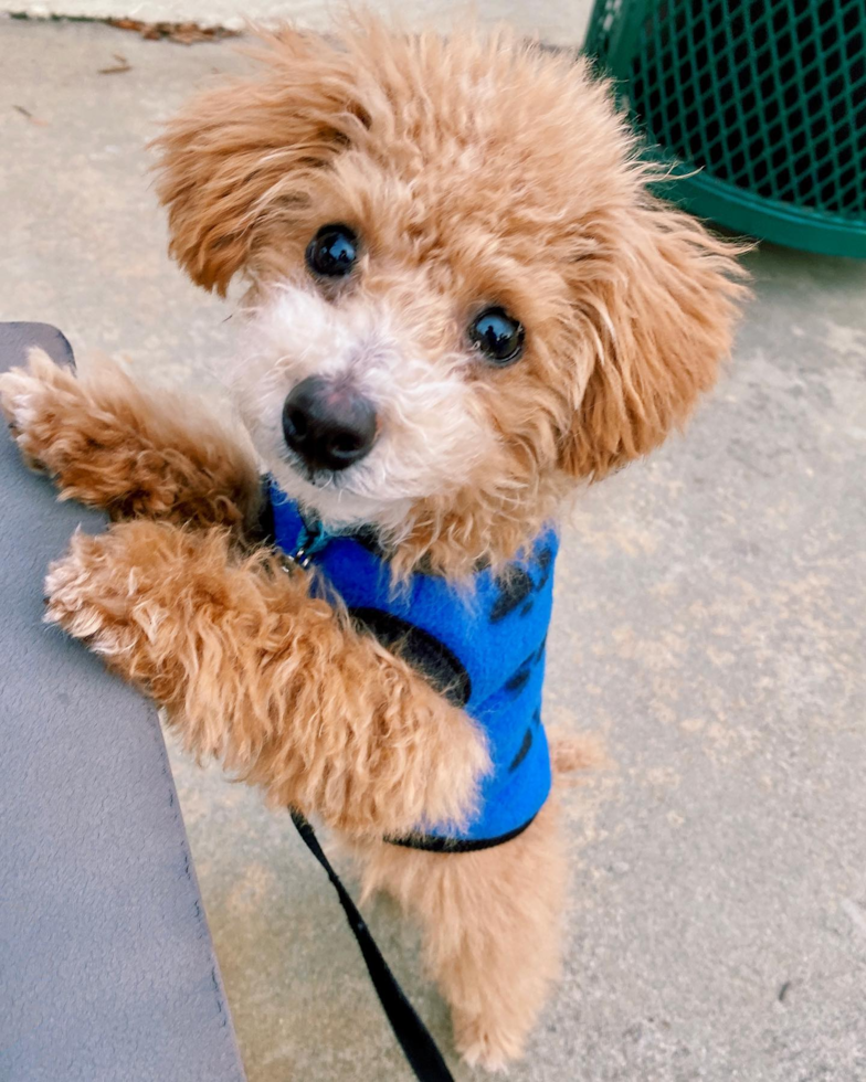 Friendly Poochon Pup