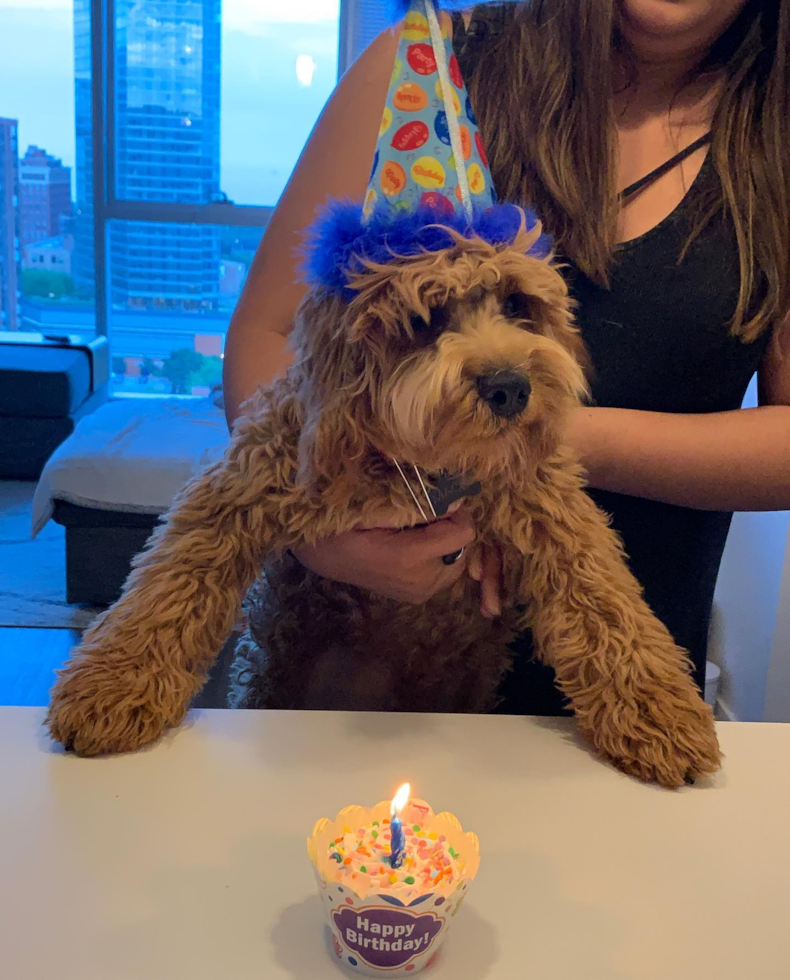 Cute Cockapoo Pup