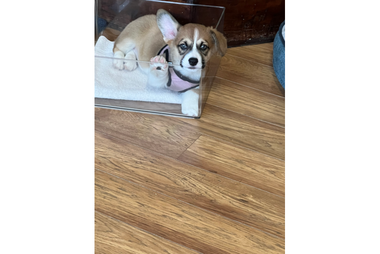 Energetic Pem Corgi Purebred Puppy