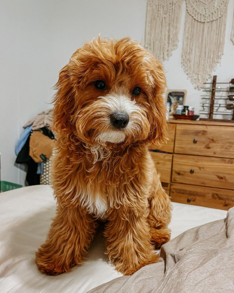 Happy Cavapoo Pup