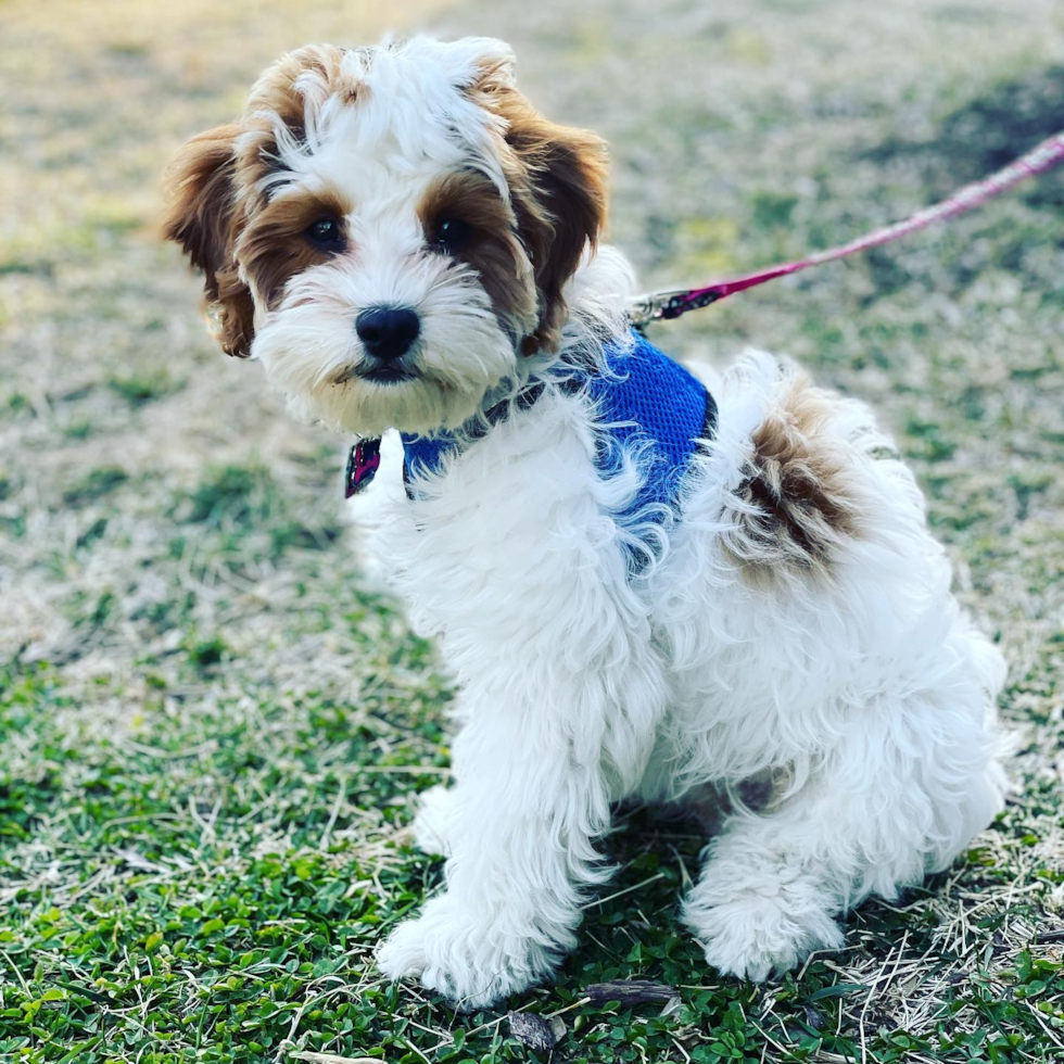 Petite Cavapoo Poodle Mix Pup