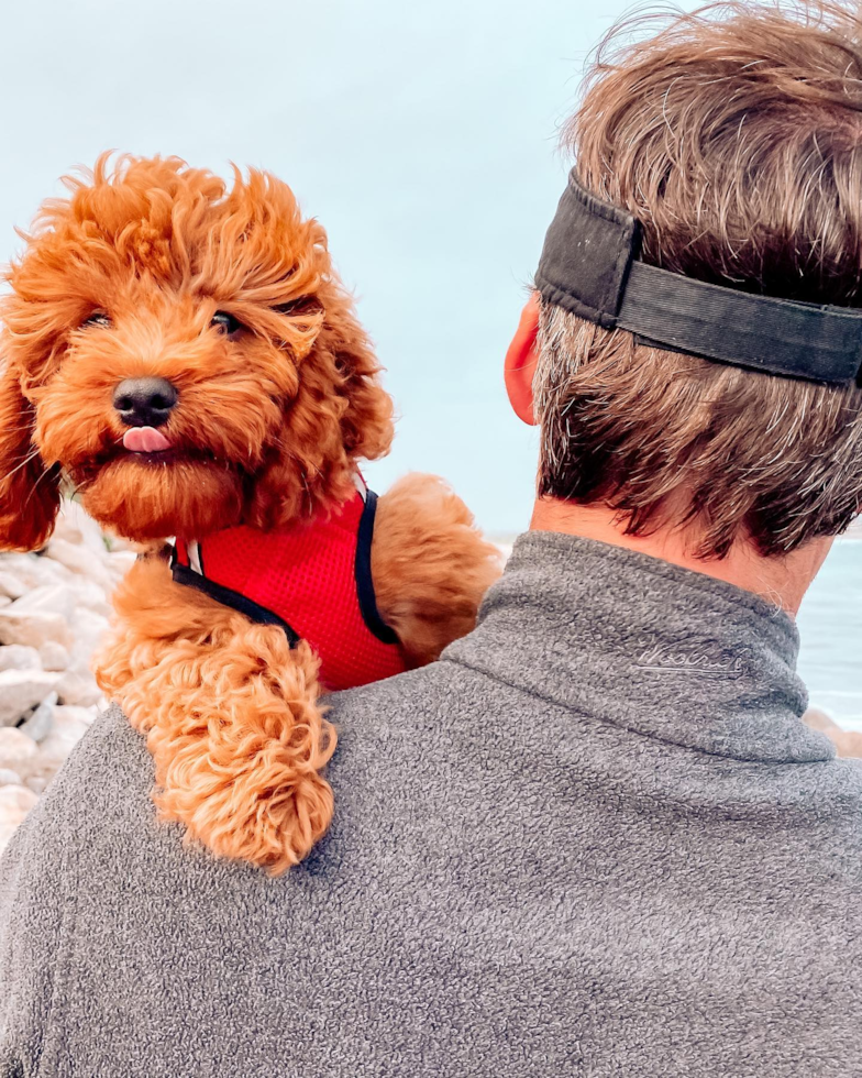 Cute Cavapoo Pup