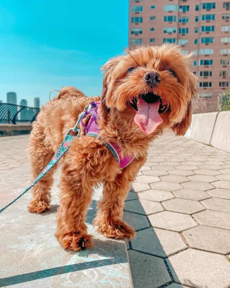 NEW YORK Cavapoo Pup