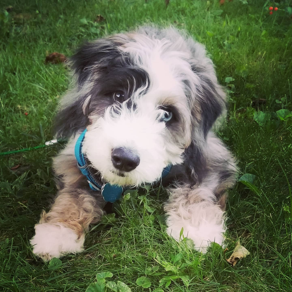 Mini Bernedoodle Being Cute