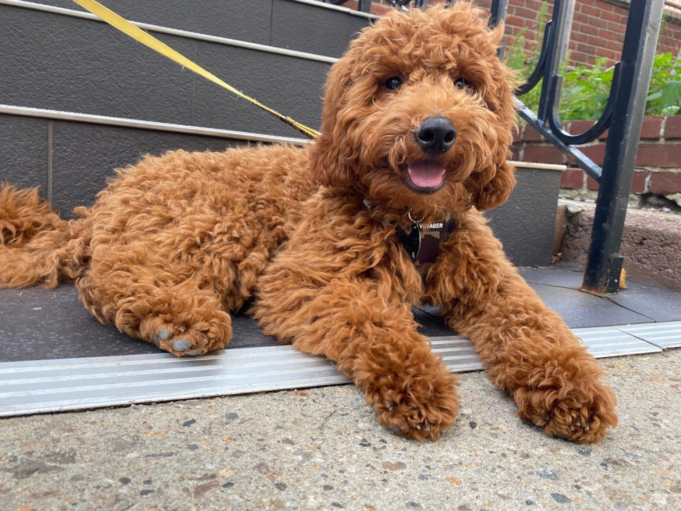 Mini Goldendoodle Being Cute