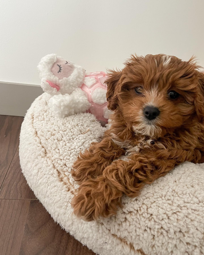 Friendly Cavapoo Pup