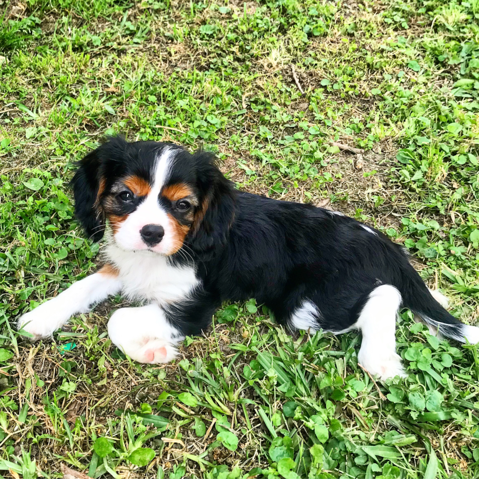 Little Cavalier King Charles Spaniel Pup