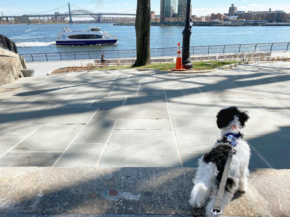 Fluffy Havanese Pup in New York NY