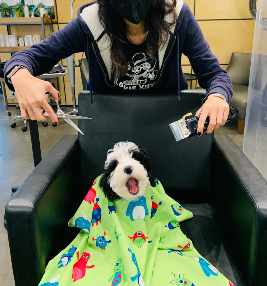 Happy Mini Sheepadoodle Pup