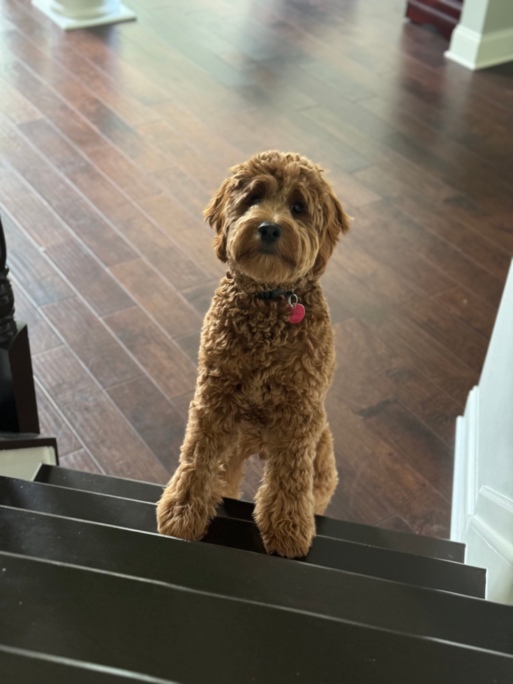 Fluffy Mini Goldendoodle Poodle Mix Pup