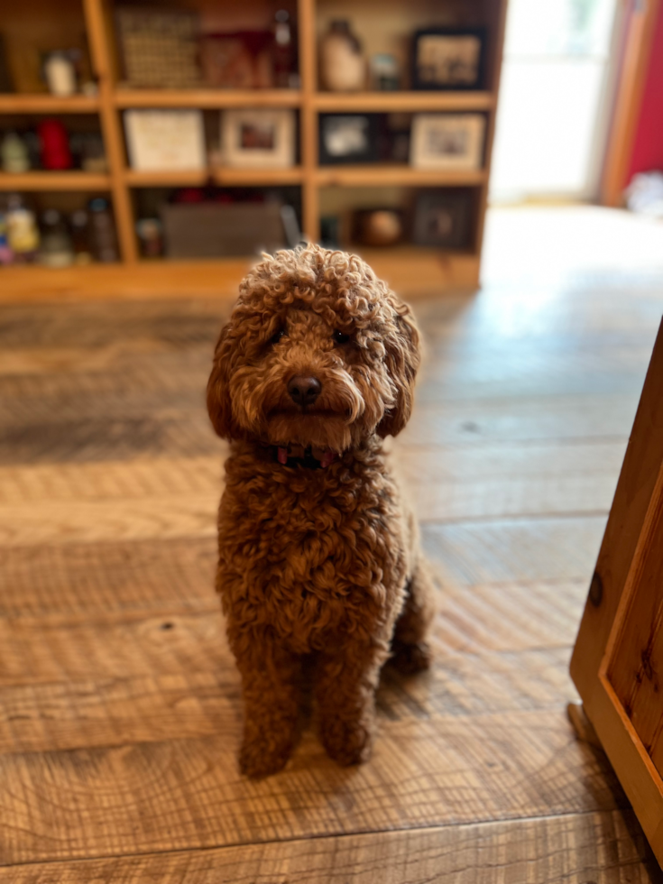 Small Mini Goldendoodle Pup