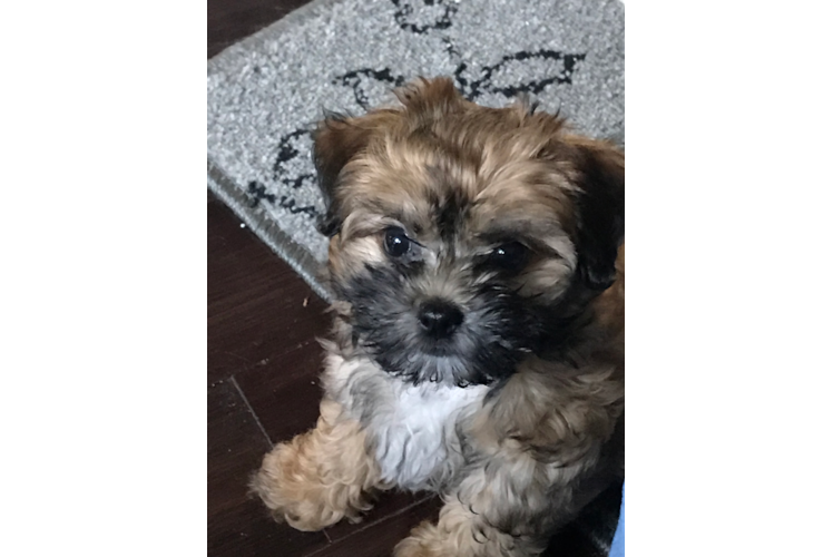 Morkie Puppy for Adoption