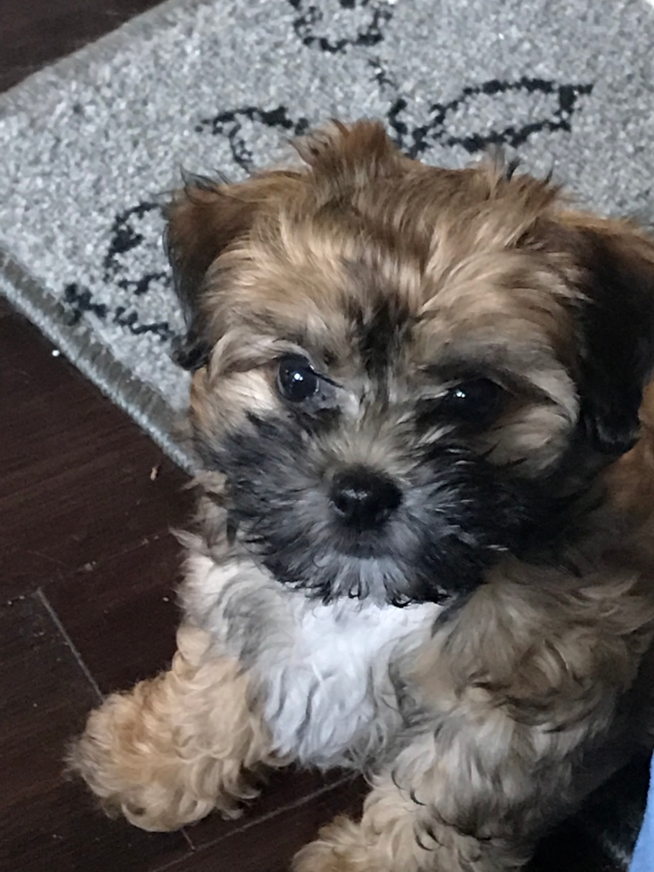 Happy Morkie Pup