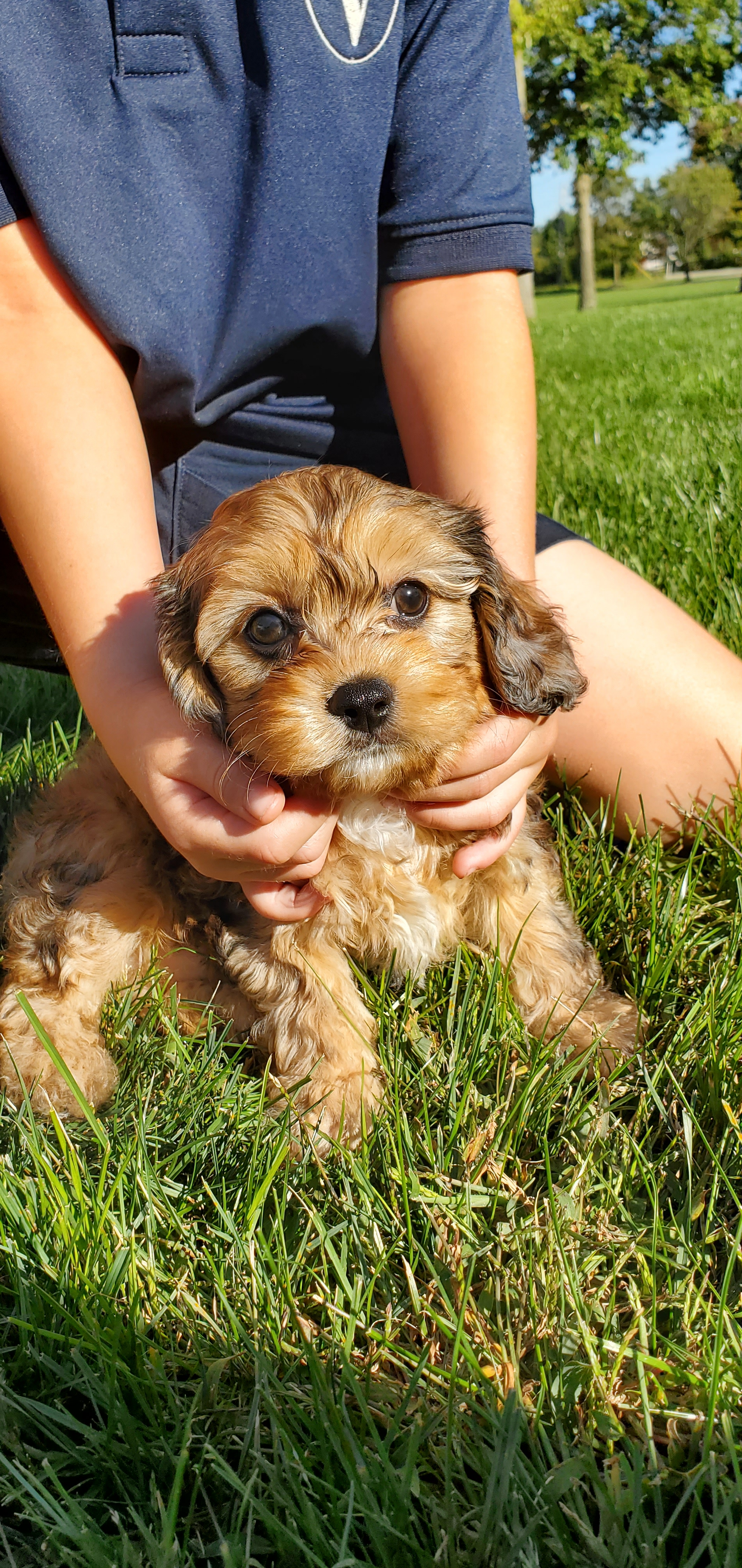 Petite Cavapoo Poodle Mix Pup