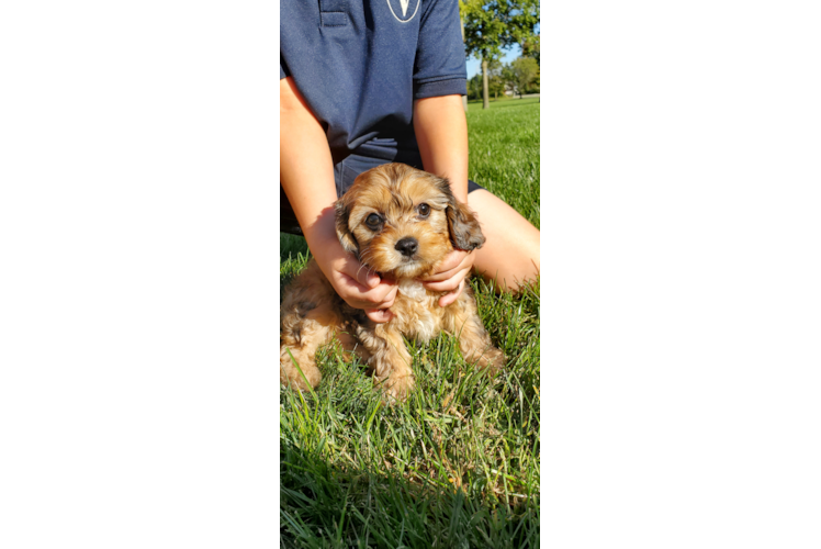 Petite Cavapoo Poodle Mix Pup