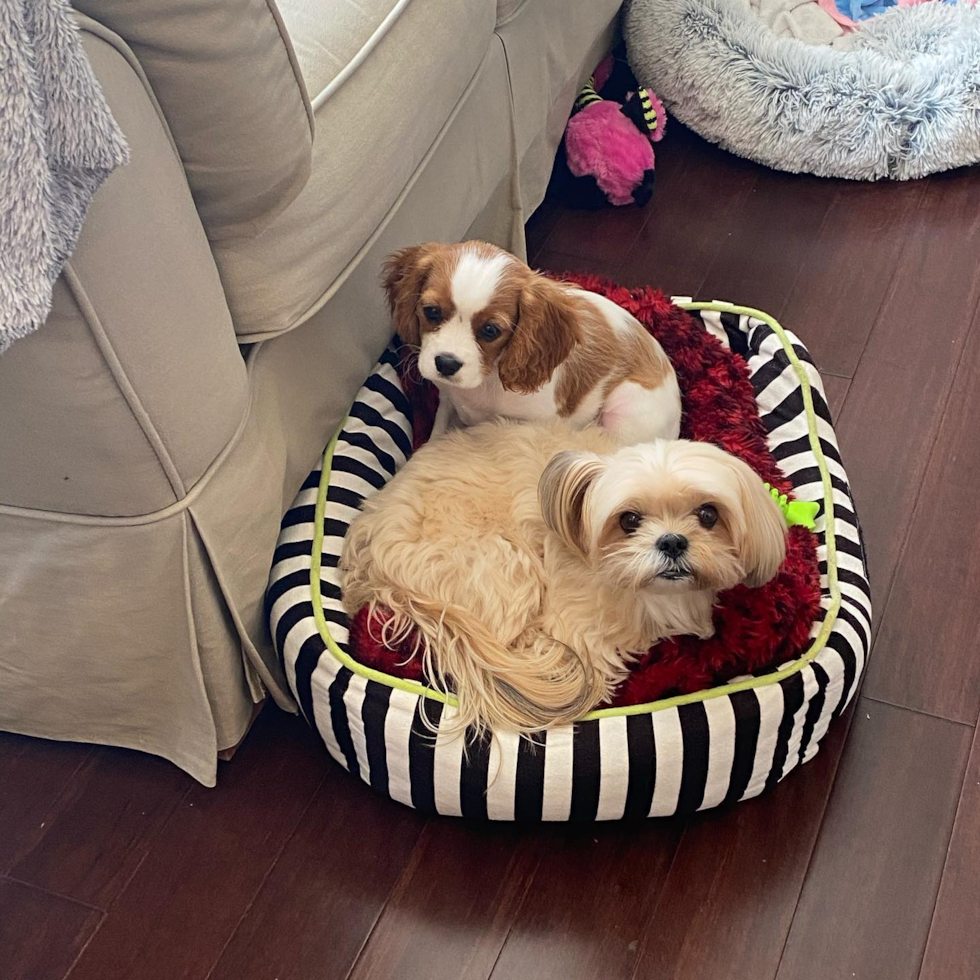 Franklin Cavalier King Charles Spaniel Pup