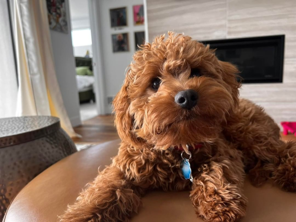 Cheyenne Cavapoo Pup