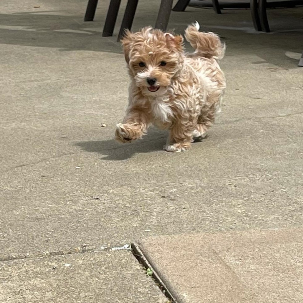 Playful Maltese Poodle Poodle Mix Pup