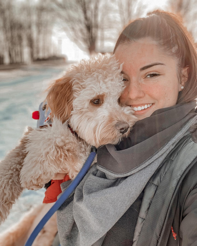 Popular Mini Goldendoodle Poodle Mix Pup