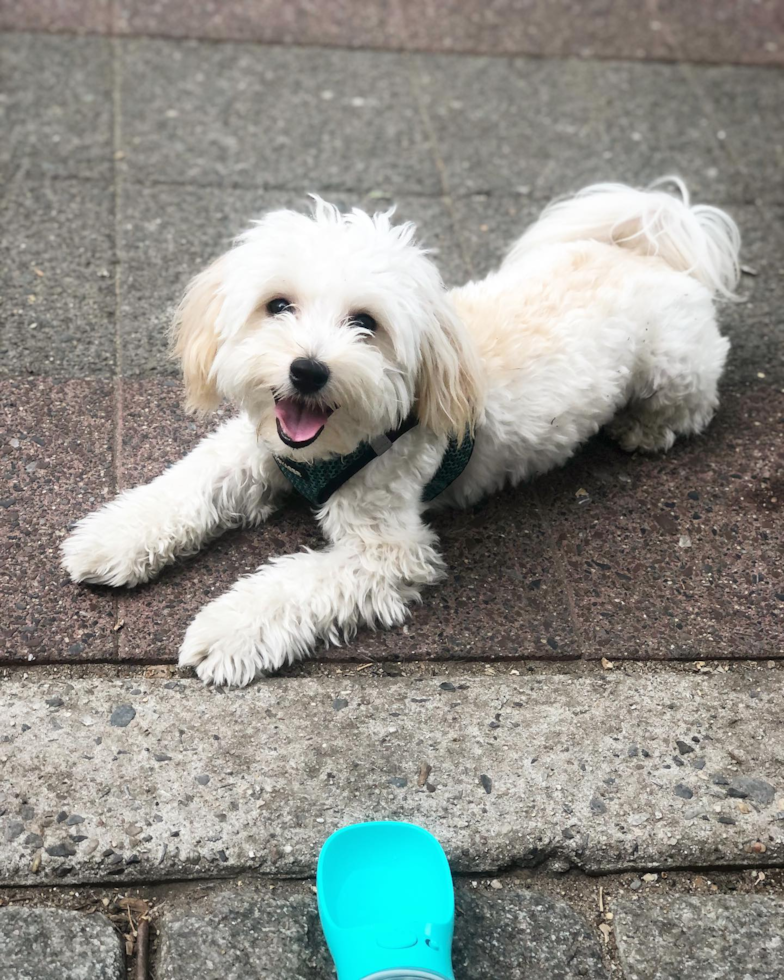 New York Maltipoo Pup