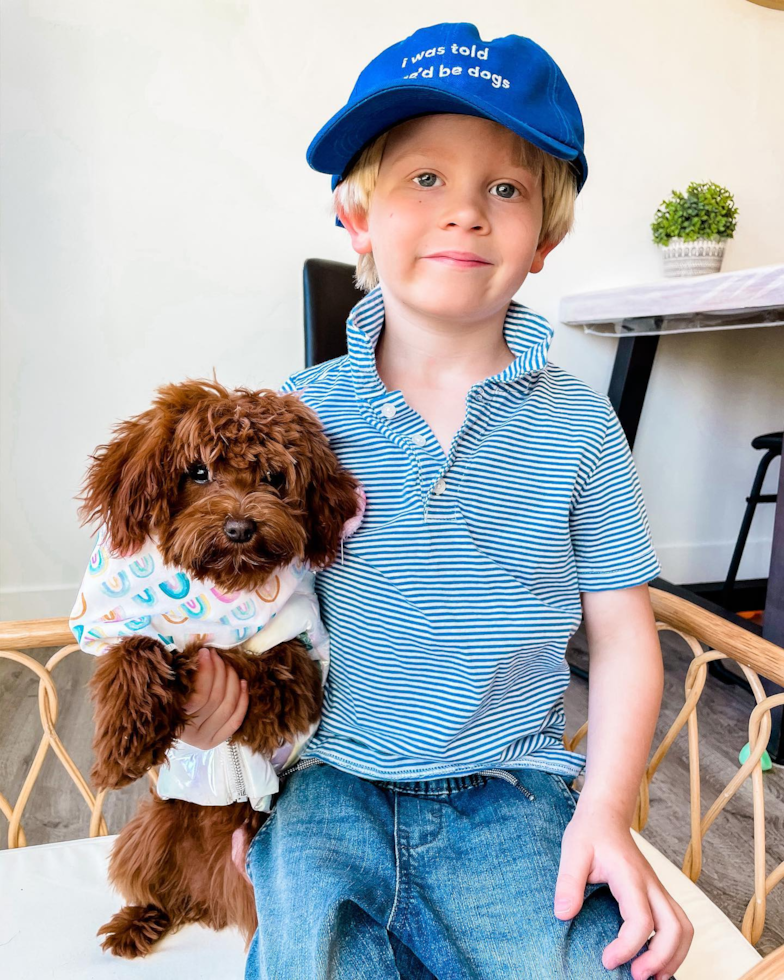 Fluffy Cavapoo Poodle Mix Pup