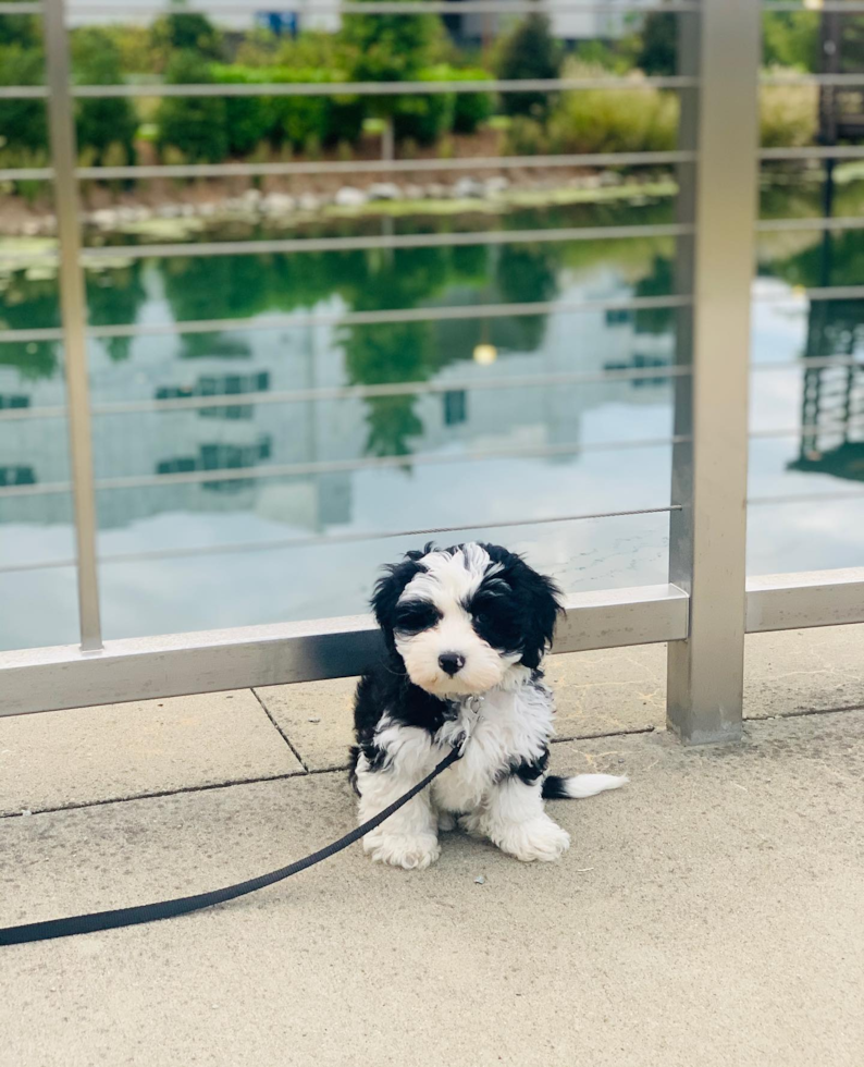 Playful Sheep Dog Poodle Mix Pup